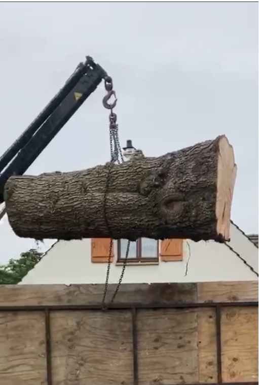 Abattage près de Louveciennes