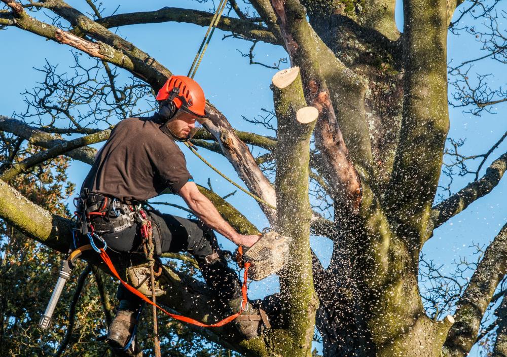 Elagage près de Louveciennes